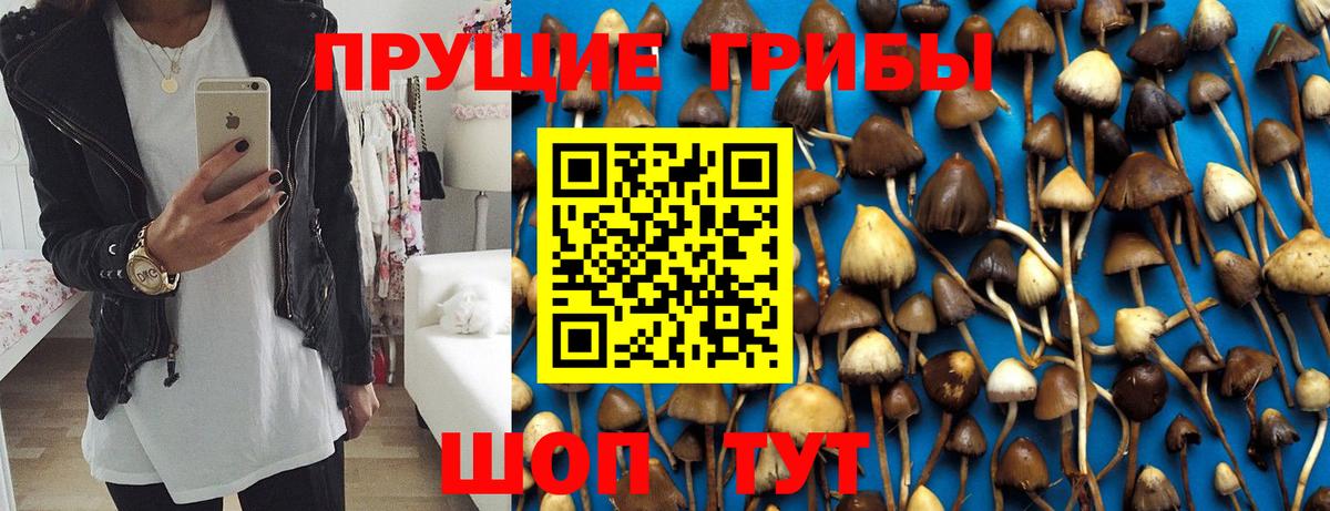 Галлюциногенные грибы Cubensis  Вход с VPN  Камень-на-Оби 